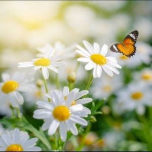 Meet your Posher, Marisol